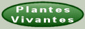 Plantes vivantes