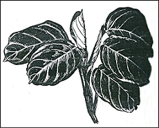 Arrowroot