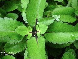 Kalanchoe pinnata