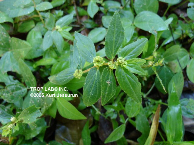 EUPHORBIA HIRTA