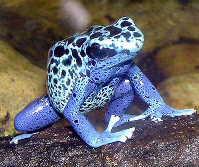 BLUE POISON DART FROG 