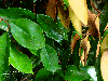 Chrysophyllum cainito
