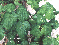 Piper marginatum