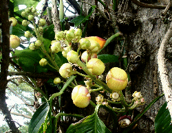 Cannonball tree flowers