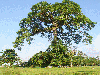 ceiba1 
