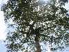 ceiba2 