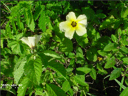 Turnera diffusa