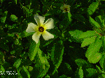 Turnera diffusa