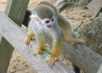 Capuchin monkey 