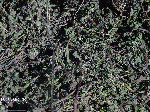 Eclipta alba