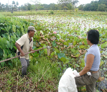 Harvesting sacred lotus