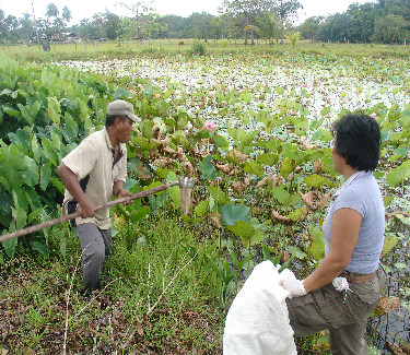 Picking sacred lotus