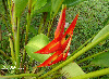 Carabea red 
