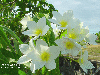 Onbekende bloem 