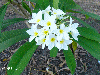 Onbekende bloem 