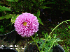 Purple dahlia 