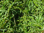 Phyllanthus urinaria