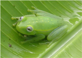 Cochranella sp frog 