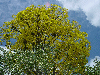 Tabebuia seratifolia 