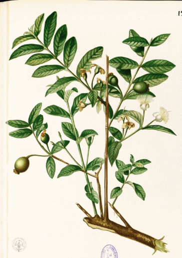 Psidium guajava
