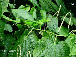 Iguana on Matico