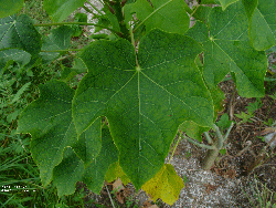 Jatropha curcas leaves