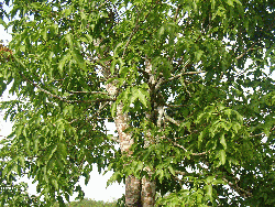 Melicoccus bijugatus