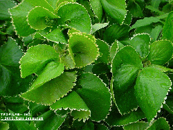 Alcalypha wilkesiana / Godseffiana