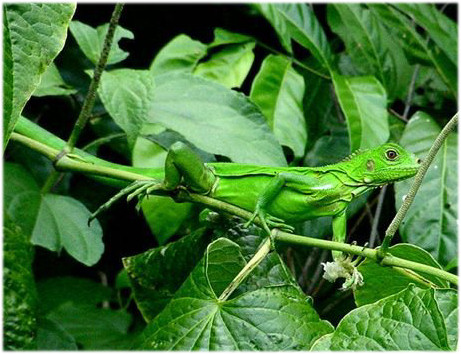 IGUANA 
