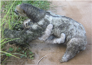 Sloth with baby