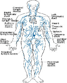 LYMPHATIC SYSTEM