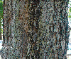 Swietenia mahogany 