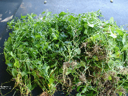 Microtea debilis