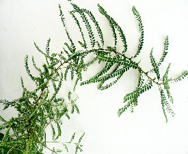 PHYLLANTHUS AMARUS