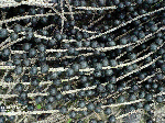Euterpe oleracea