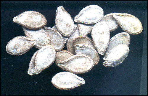 Pumpkin seeds