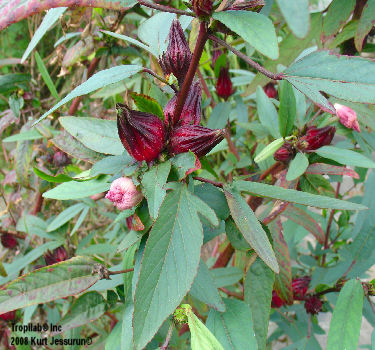 Hibiscus sabdariffa,Roselle calyx (Tropilab)