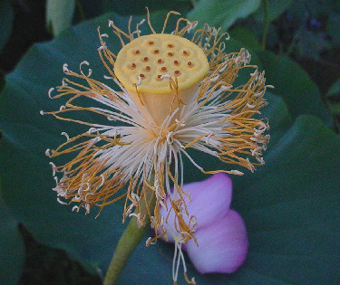 Sacred lotus stamp