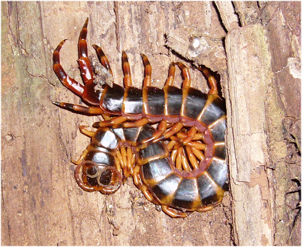 SCORPIO