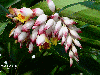 Alpinia zerumbet