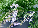 Simaruba officinalis 