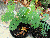Tamarind
