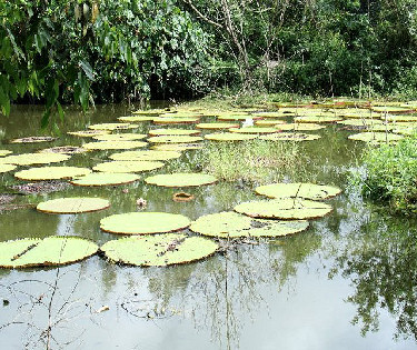 Victoria amazonica