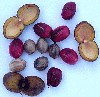 Virola surinamensis