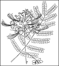 Caesalpinia Pulcherrima