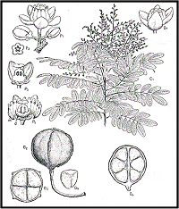 Carapa Guianensis