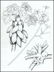 Carica Papaya 