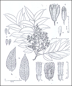 Cedrela Odorata - Spanish cedar