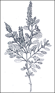 Ocimum sanctum - holy basil