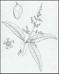 Mangifera Indica